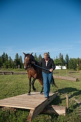Horse Country Campground Introducing Horse to Obstacle Course