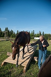 Horse Country Campground Introducing Horse to Obstacle Course