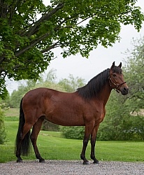 Peruvian Horse Conformation