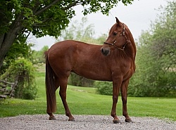 Peruvian Horse Conformation Beaconhurst Stables