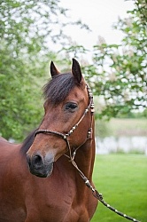 Peruvian Horse Portrait Beaconhurst Stables