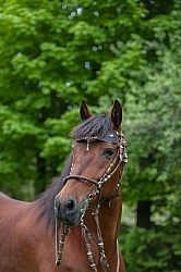 Peruvian Horse Portrait Beaconhurst Stables