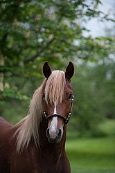 Peruvian Horse Portrait Beaconhurst Stables