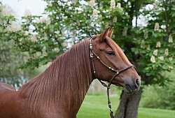 Peruvuan Horse Portrait Beaconhurst Stables