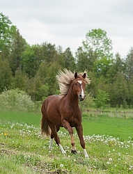 Peruvian Horse Free Running