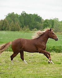 Peruvian Horse Free Running