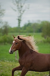 Peruvian Horse Free Running
