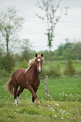 Peruvian Horse Free Running