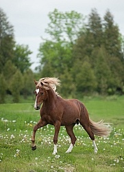 Peruvian Horse Free Running