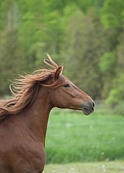 Peruvian Horse Free Running