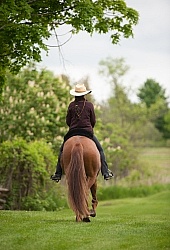 Peruvian Horse Under Saddle Beaconhurst Stables