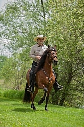 Peruvian Horse Under Saddle Beaconhurst Stables