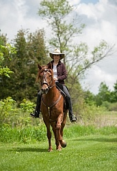 Peruvian Horse Under Saddle Beaconhurst Stables