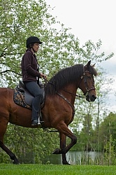 Peruvian Horse Under Saddle Beaconhurst Stables