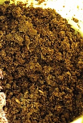 Older Horse Beat Pulp