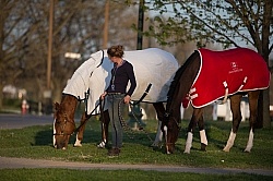 Horses at Show Horses at Show General