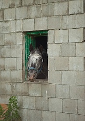 Stall Confinement,Quarantine