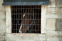 Stall Confinement,Quarantine