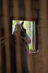 Stall Confinement,Quarantine