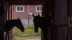 Stall Confinement,Quarantine