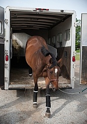 Unloading from Trailer, Step up Trailer