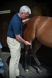 Laser Therapy to Stifle