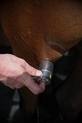 Laser Therapy to Stifle