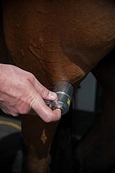 Laser Therapy to Stifle