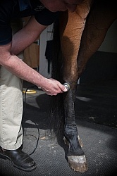 Laser Therapy to Hock Joint