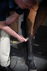 Laser Therapy to Hock Joint