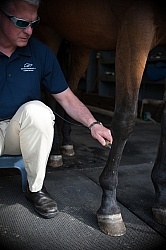 Laser Therapy to Tendon