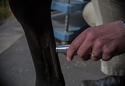 Laser Therapy to Tendon