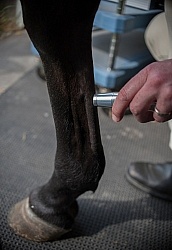 Laser Therapy to Tendon