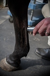 Laser Therapy to Tendon