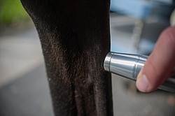 Laser Therapy to Tendon