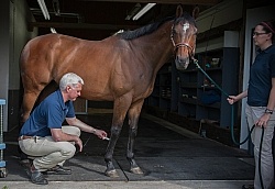 Laser Therapy to Tendon