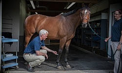 Laser Therapy to Tendon