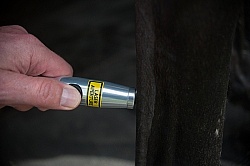 Laser Therapy to Tendon