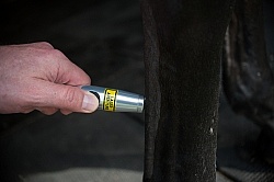 Laser Therapy to Tendon