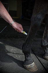 Laser Therapy to Tendon