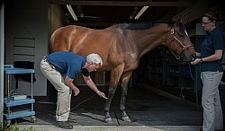 Laser Therapy to Tendon