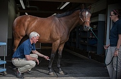 Laser Therapy to Tendon