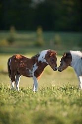 Dakota Winds Miniature Horse Farm Nuzzle to Nuzzle