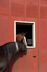 Trail Riding Western Nuzzle to Nuzzle