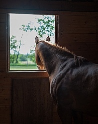 Stall with Horse