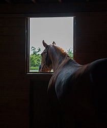 Stall with Horse