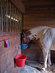 Stall with Horse