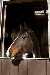 Paint Looking Out Barn Window