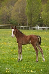Foal