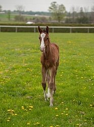 Foal